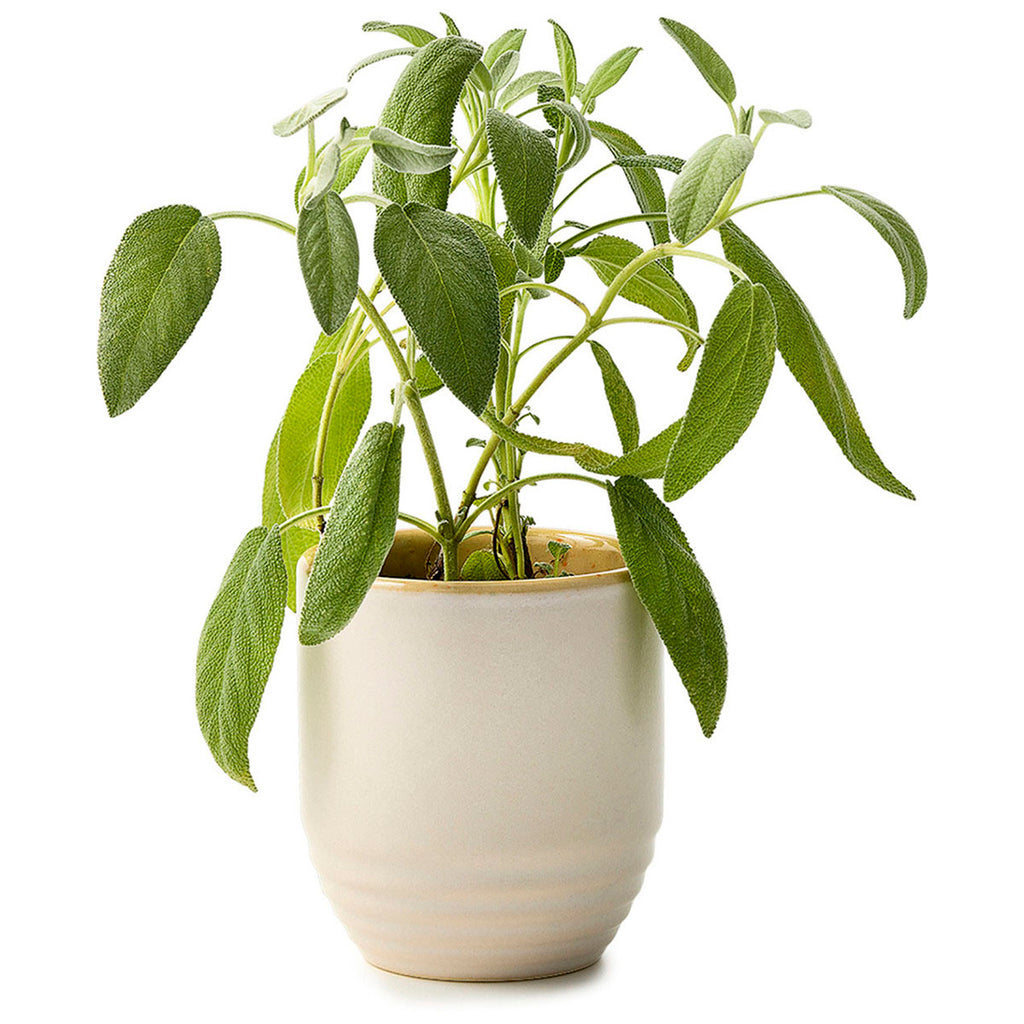 Modern Sprout Golden Moments/Sage Garden Vibes Candle/Planter