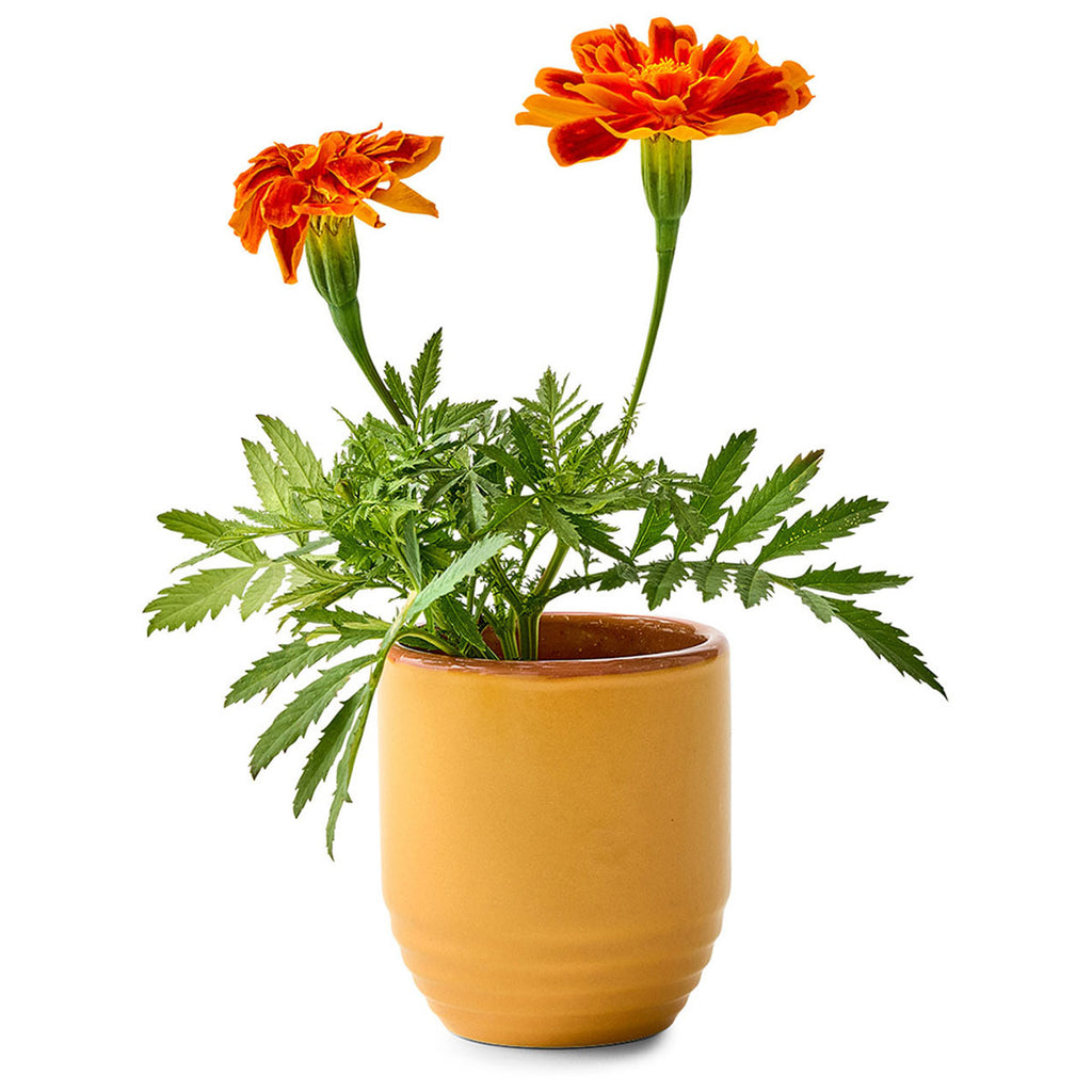 Modern Sprout Last Light/Marigold Garden Vibes Candle/Planter